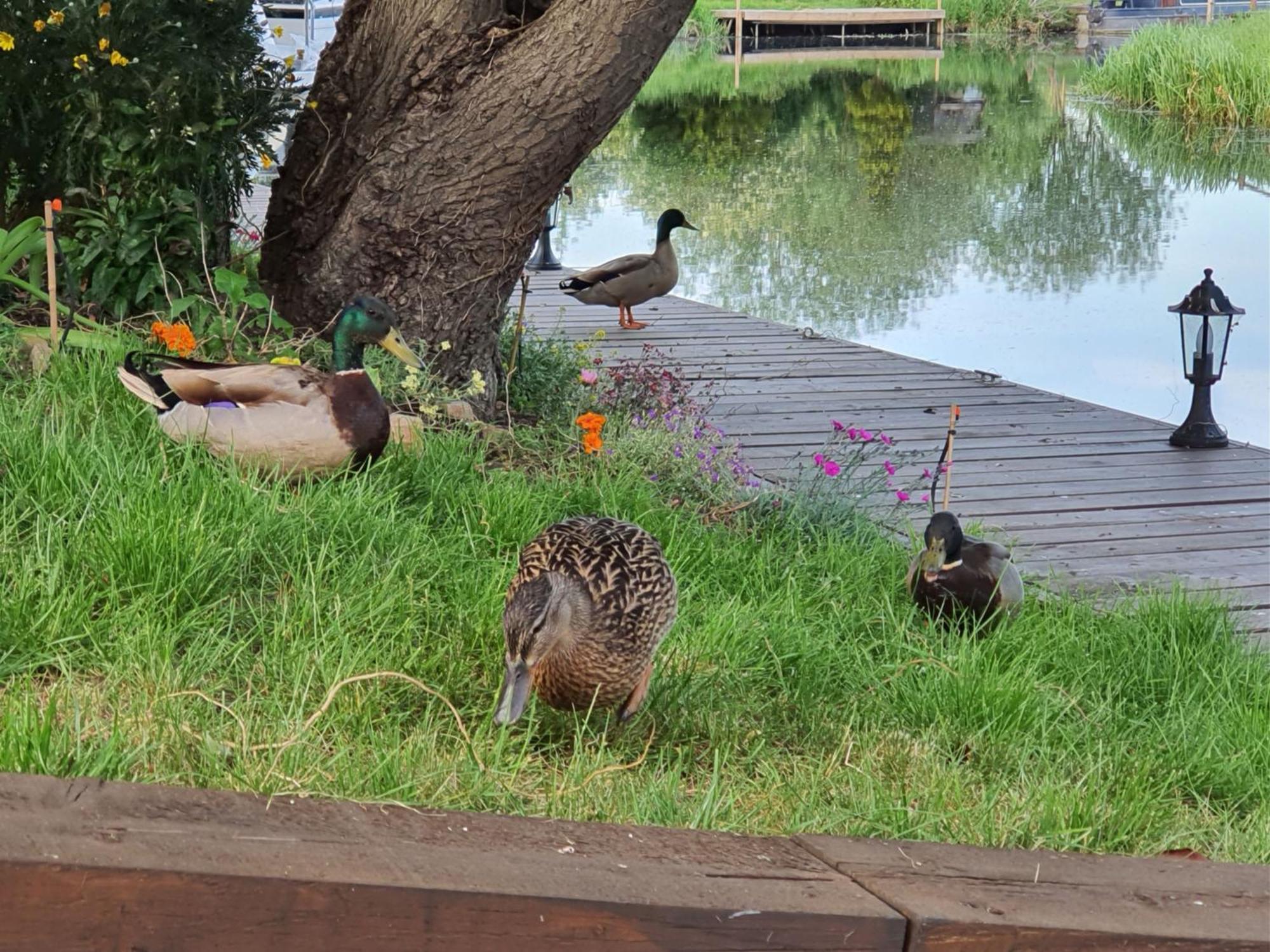 River Cottage Stoke Ferry Bagian luar foto